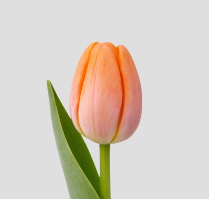 Tulipan Frances Avignon 50cm