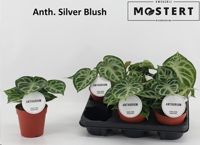 P. Anthurium Silver Blush 12/25cm x6