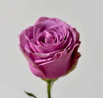 Rosa Col. Cool Water 50cm