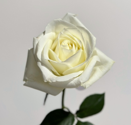 Rosa Col. Sugar Doll 40cm Bl.