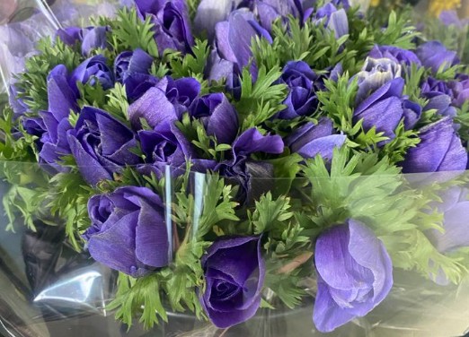 Anemona Italia Mistral Azul 45cm "Extra"