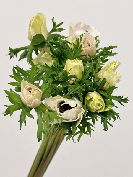 Anemona Italia Mistral Blanca 45cm "Extra"