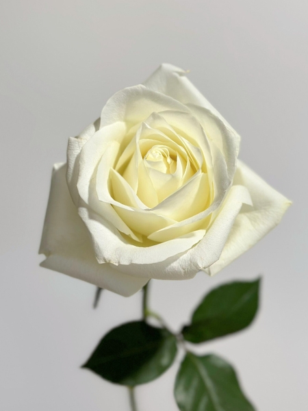 Rosa Col. Sugar Doll 60cm Bl.
