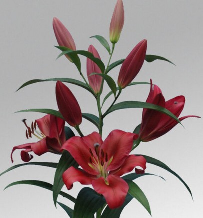 Oriental Hol. Rj. Red Desire 80cm 2 flores