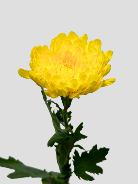 Uniflor Col. Yellow Bernal 70cm x10