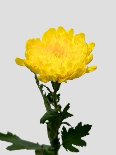 Uniflor Col. Yellow Bernal