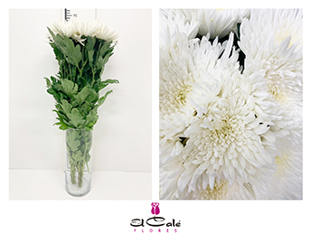 Uniflor Col. Topspin Blanca