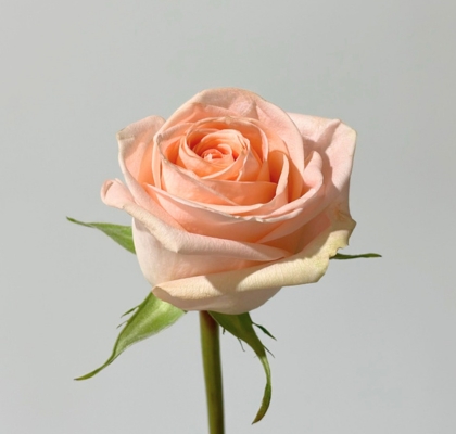 Rosa Col. Tiffany 60cm Sl.