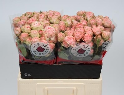 Ramificada Romantic Irischka 60cm