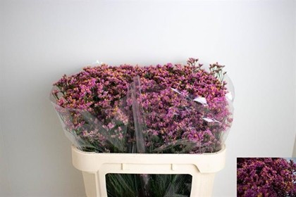 Limonium Hol. Sin Blush Diamond 70cm 20gr x25