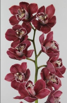 Cymbidium Charlotte 80cm