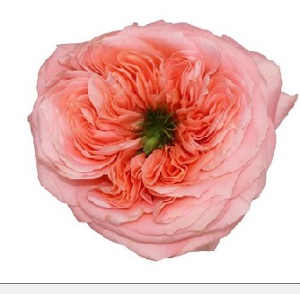 Rosa Ecu. Mandarin Xpression 40cm