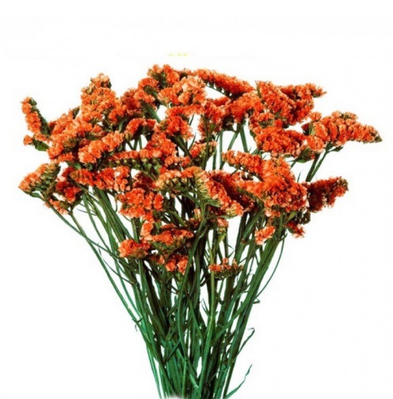 Statice Nac. Naranja 70cm