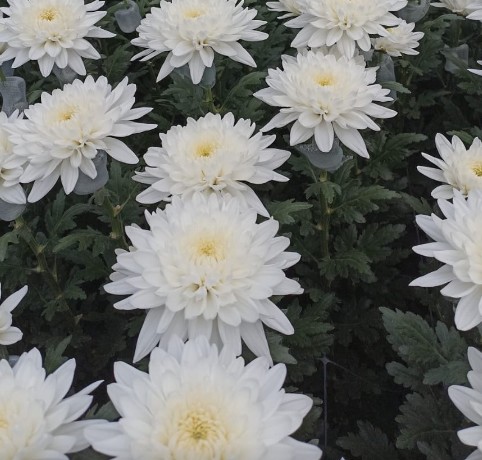 Uniflor Col. Cremon Maisy White 70cm