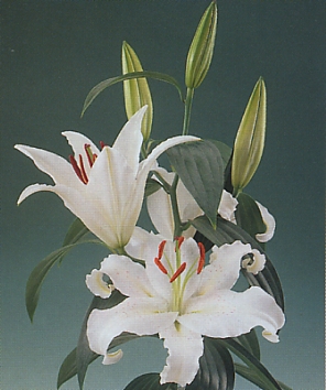 Oriental Hol. Bl. Helvetia 80cm 4/5 flores A2