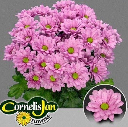 Margarita Hol. Resq 85gr Rs.