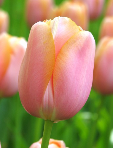 Tulipan Frances Menton 60cm Sal.