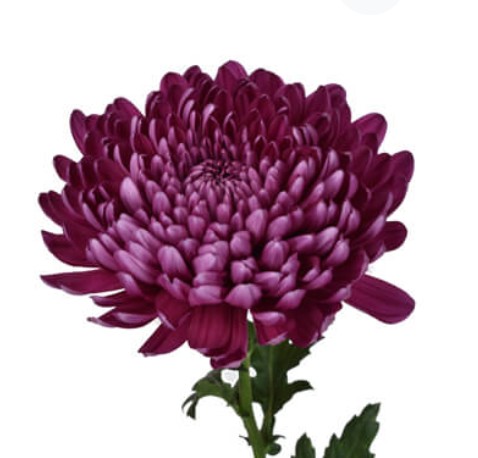 Uniflor Col. Purple Cremon 70cm