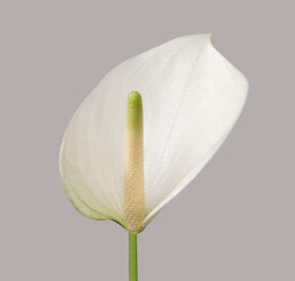 Anthurium Hol. Whisper Bl. �9  "CC20"
