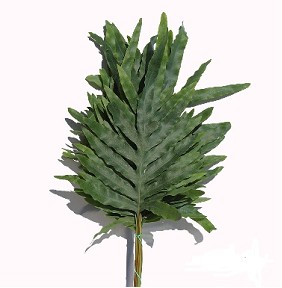 Helecho Nac. Blue Star Primera (7 Dias - 2)