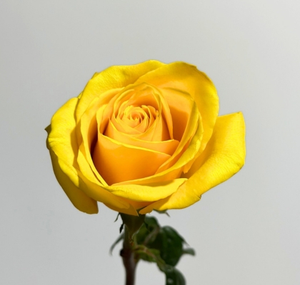 Rosa Ecu. Goldfinich 80cm Am.