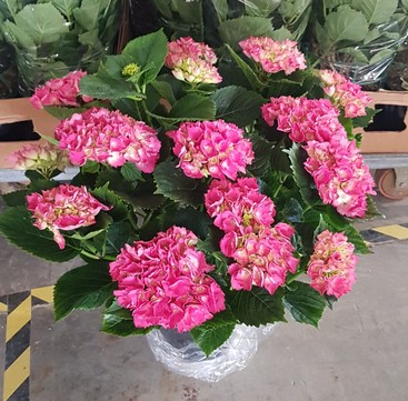 P. Hortensia Nac. Rosa 20/60cm x5  -Mesado-