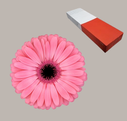 Gerbera Hol. Joyride "T25"