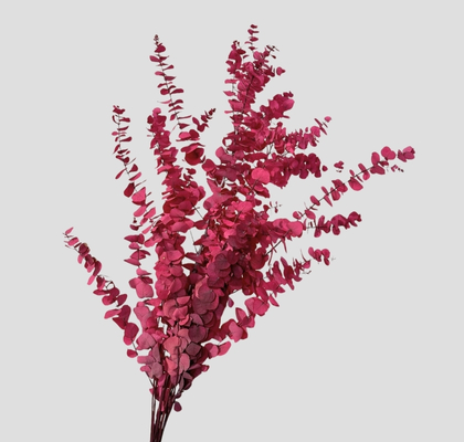 Eucalipto Estabilizado Cerise 70cm 140g