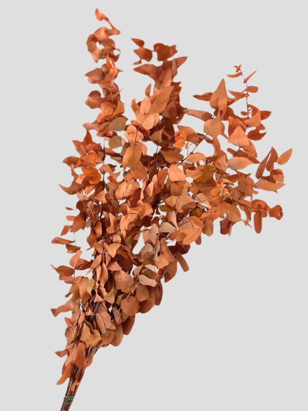 Eucalipto Estabilizado Orange 70cm 140g