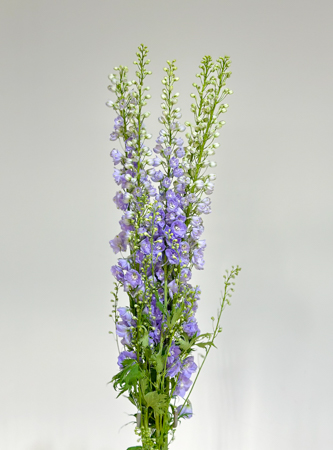 Delphinium Nac. Malva 120cm (7 Dias - 2)