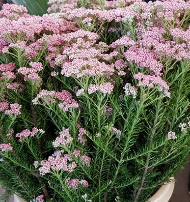 Flor de Arroz (7 Dias - 2)