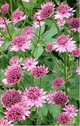 Astrantia Roma 40cm "x25 tallos"