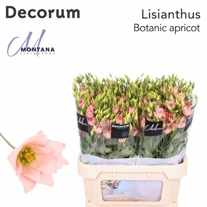 Lisiantus Hol. Botanic Apricot 75cm 55gr x10