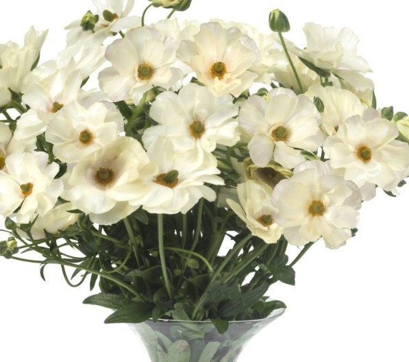 Ranunculos Hol. Butterfly Keramo 60cm 55gr "T10"