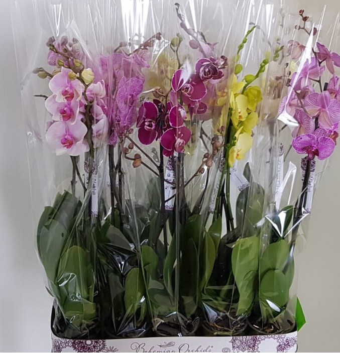 P. Phalaenopsis Mixta 12/70cm 3T x10 "Bohemian" Piko.P.