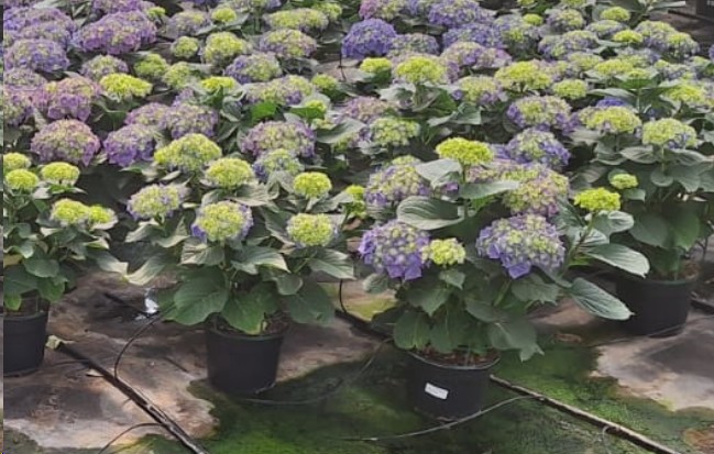P. Hortensia Nac. Azul 20/60cm x5 -Mesado-