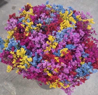 Limonium Nac. Pintado Harlekin "T25"