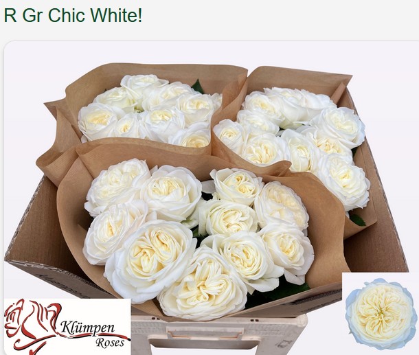 Rosa Hol. Chic White! 50cm