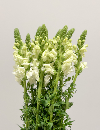 Antirrhinum Hol. Avignon White 75cm