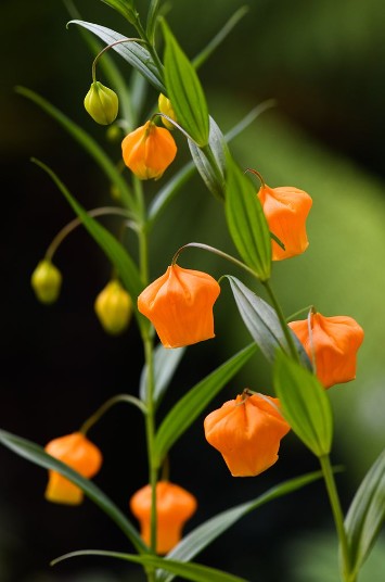 Sandersonia Aurantiaca 40cm
