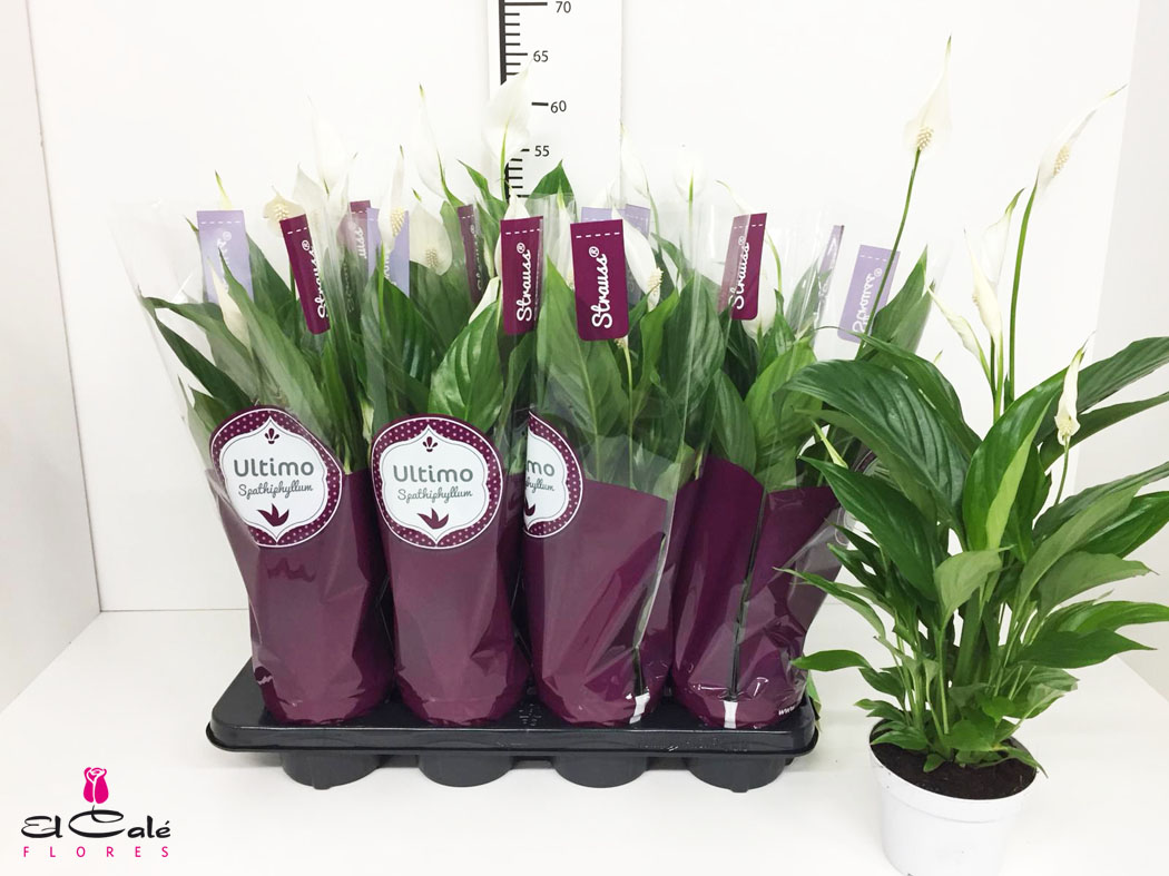 P. Spathyfilium Strauss 13/55cm x8 5F