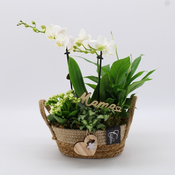 P. Composicin Planta Phalaenopsis Blanca 24/40cm x4