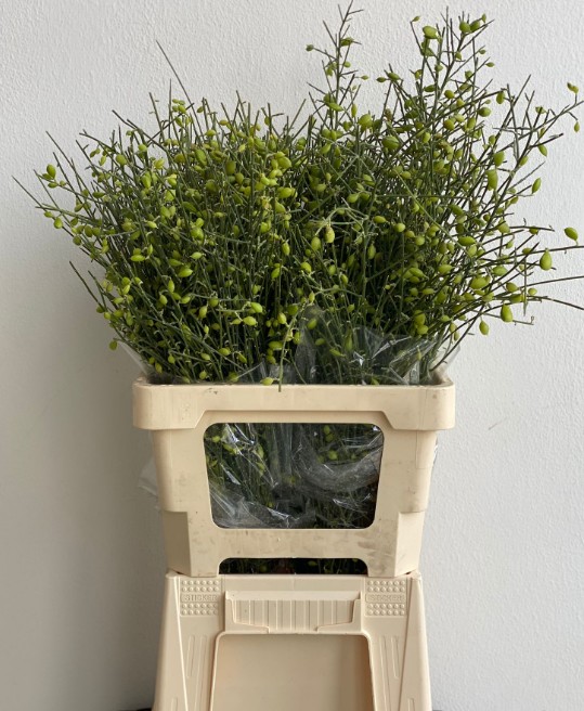 Ginester Fruto Green Italia 70cm 300gr Paq.