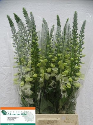 Digitalis Hol. Camelot White 90cm x5