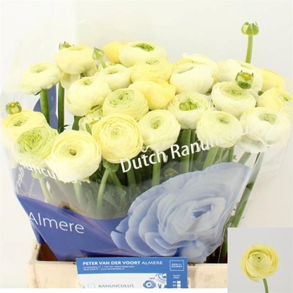 Ranunculos Hol. Aazur Cream 45cm 35gr