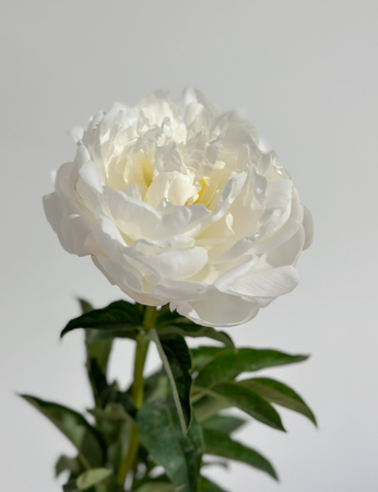 Peonia Nac. In Full Sail 50cm Bl