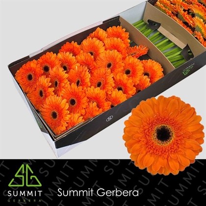 Gerbera Hol. Bonanza x25 Nj.