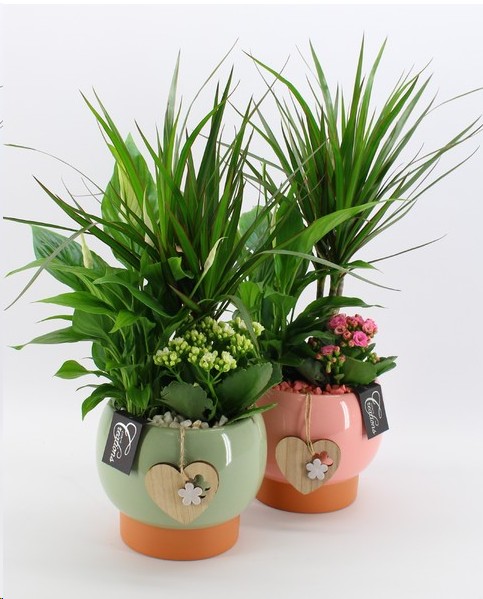 P. Composicin Mothers Day 17/55cm x3