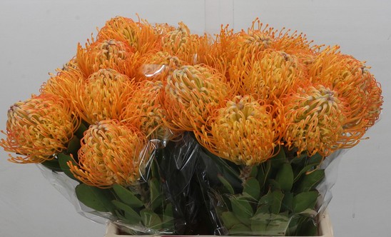 Protea Nutans Jelena Salmon 40cm