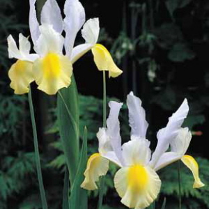 Iris Apollo 60cm "T50"